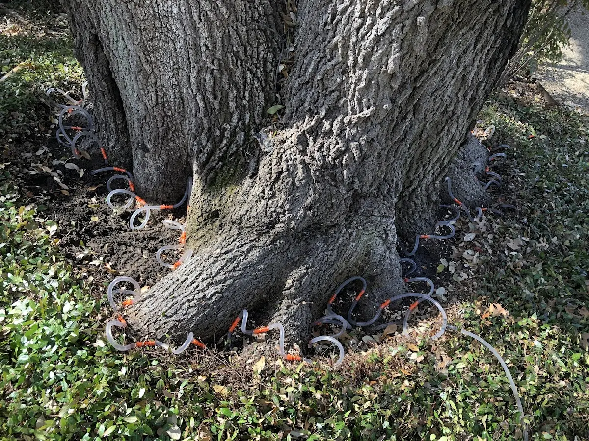 Detailed Tree Cabling and Bracing job site in Ancona