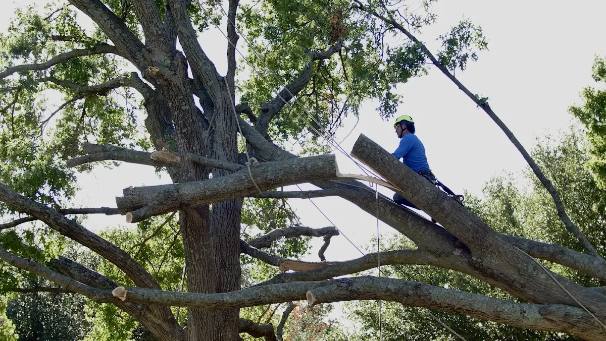 Professional Crown Thinning performed by certified arborists in Ancona