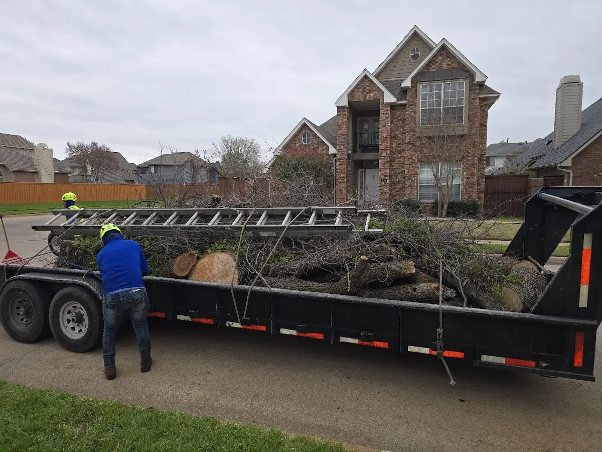Expert Tree Pest Control with proper safety equipment in Ancona